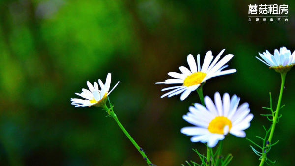 整租-丰台区-丽新怡园-2室2厅1卫-101.0㎡